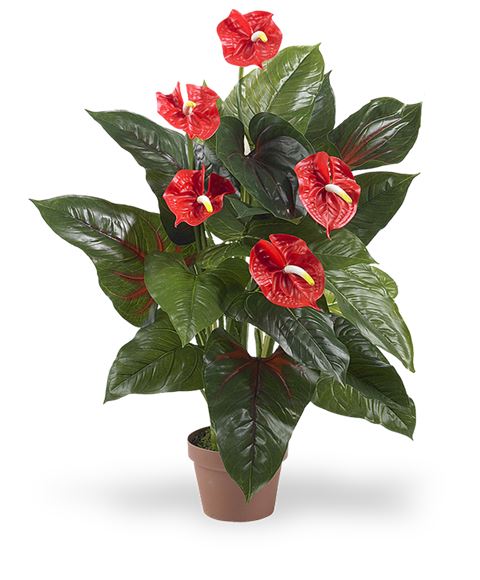 Pianta di anthurium